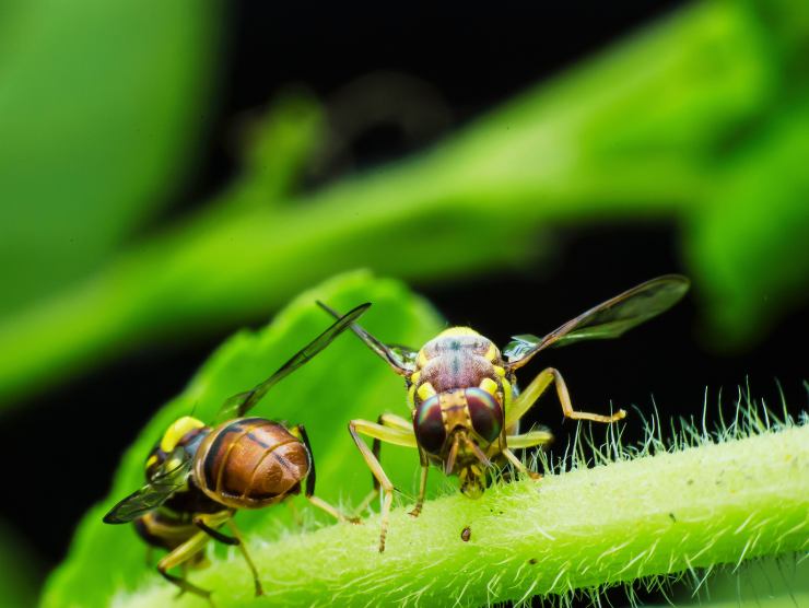 vespe in giardino: allontanale con questo trucco